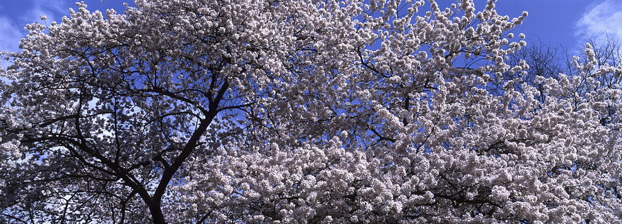 Cherry tree blooming in spring - panorama Photograph by Ulrich Kunst And Bettina Scheidulin
