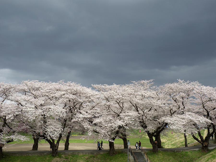 Cherry Tree Blossom Against Cloudy Photograph by Panoramic Images