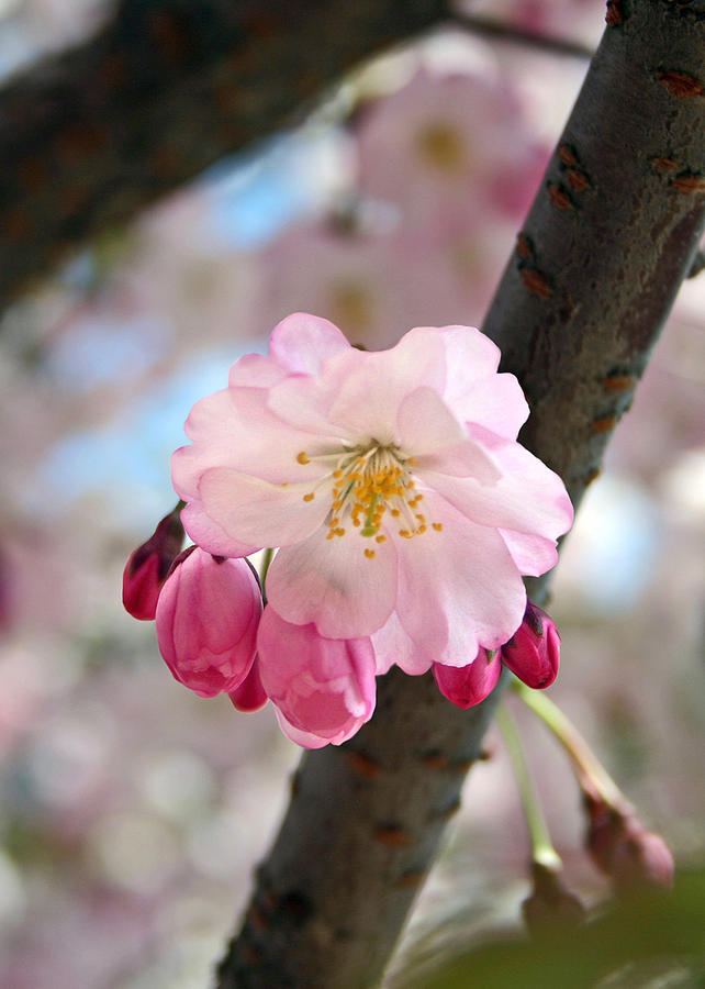 Cherry Tree Blossom series 801 Photograph by Jim Baker
