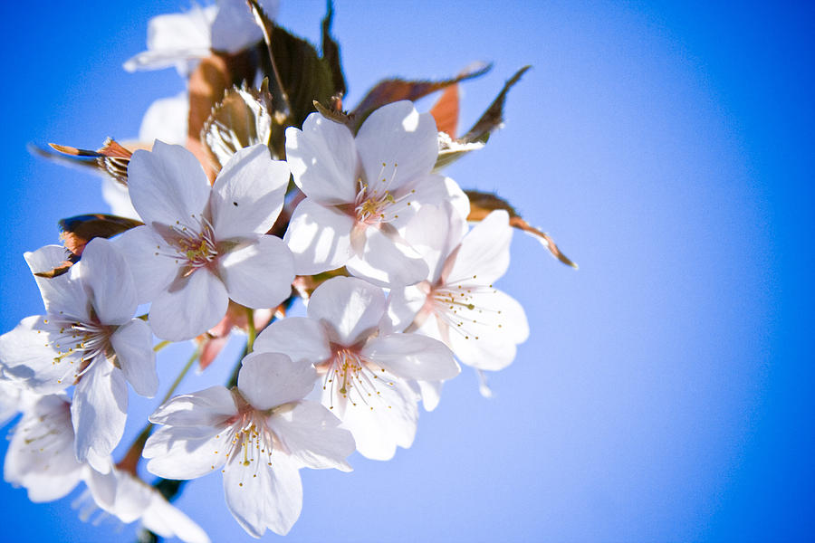 Cherry tree Blossoms Close up Photograph by Raimond Klavins