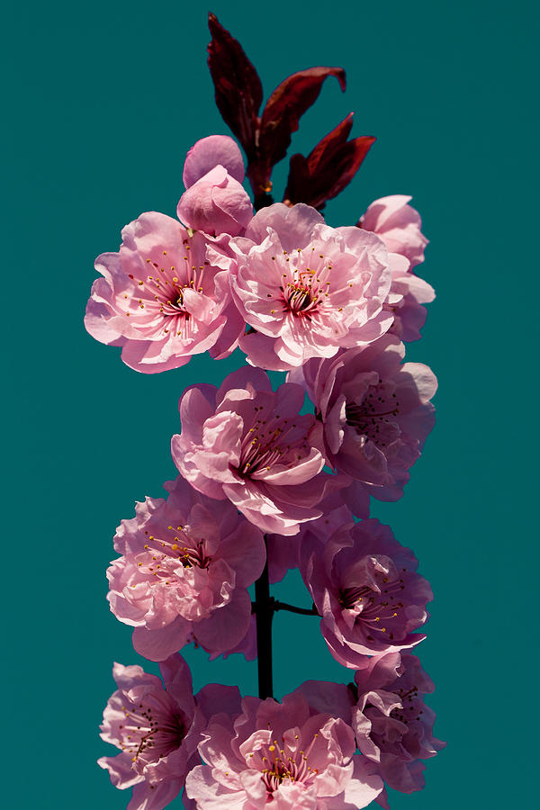 Cherry Tree Blossoms Photograph by David Patterson