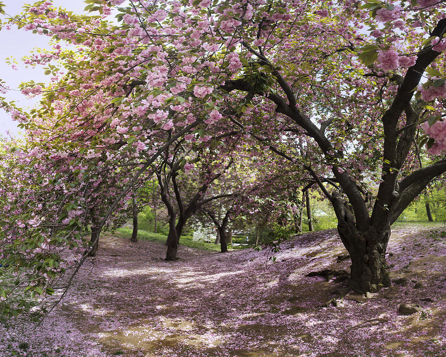 Cherry Tree Blossoms Pano Photograph by Dave Beckerman | Fine Art America