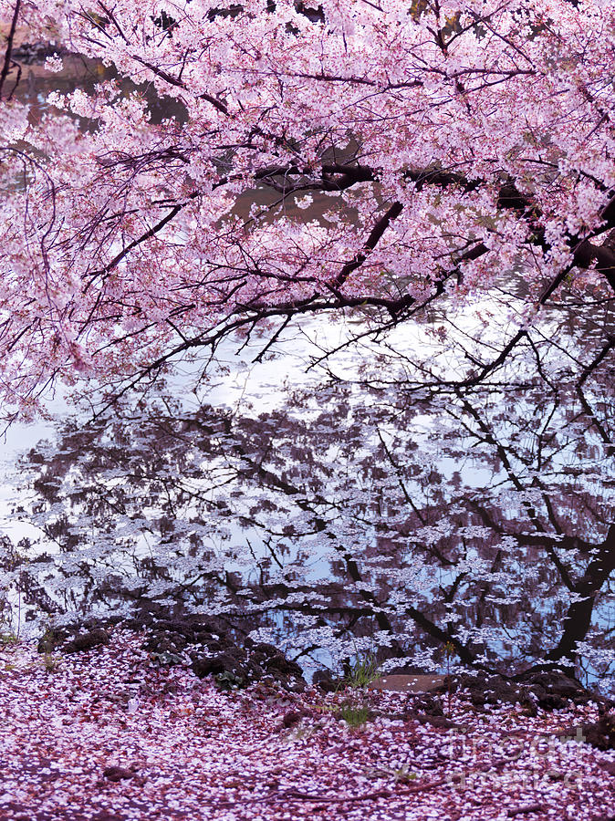 Cherry tree branches with pink blossom touching water Photograph by Maxim Images Exquisite Prints