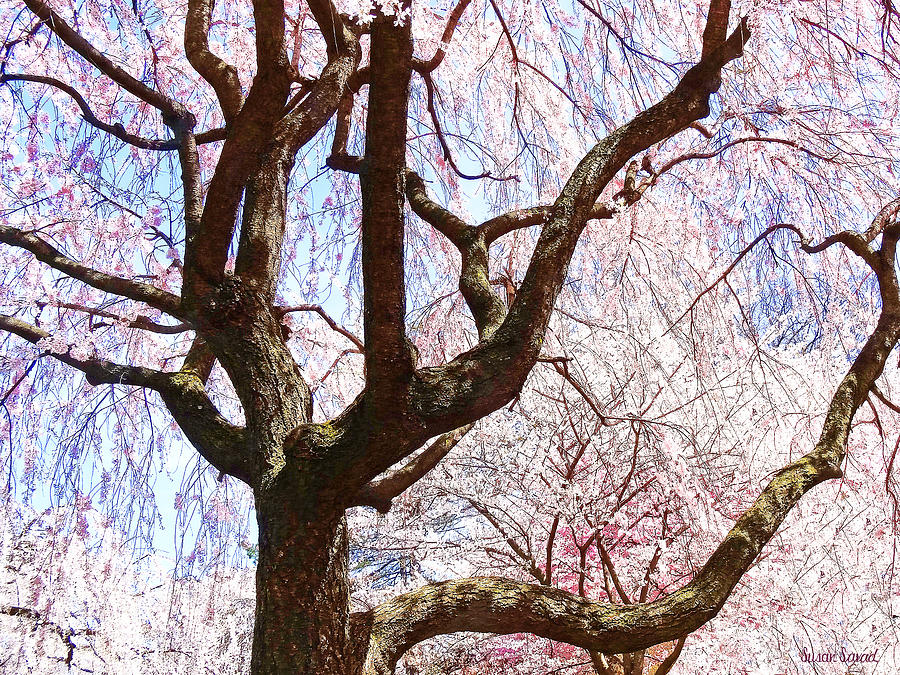 Cherry Tree Closeup Photograph by Susan Savad
