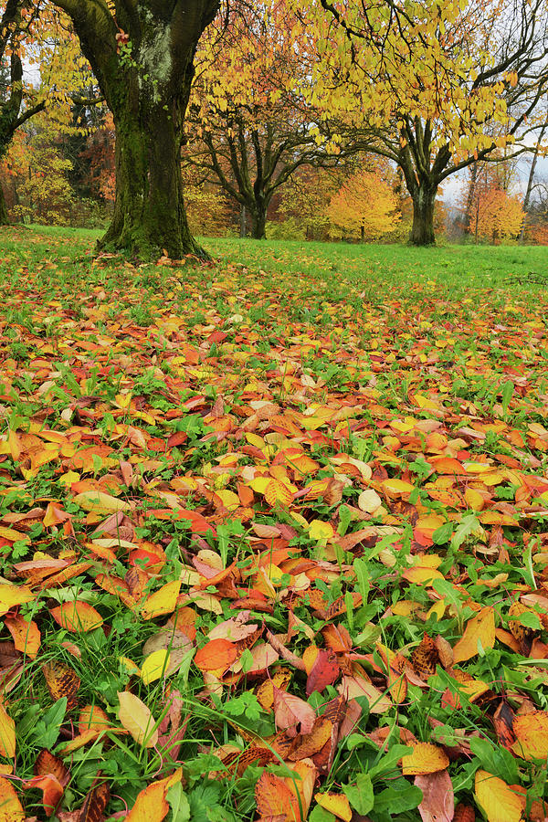 Autumn Photograph - Cherry Tree Fall Colors In Orchard by Rolf Nussbaumer Autumn Photograph - Cherry Tree Fall Colors In Orchard by Rolf Nussbaumer