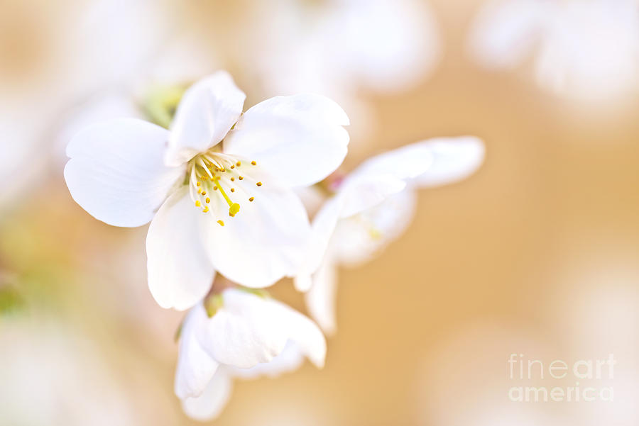 Spring Photograph - Cherry tree flower by Delphimages Photo Creations