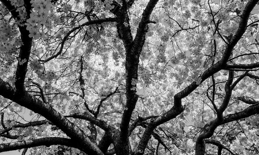 Spring Photograph - Cherry tree in black and white by P Madia