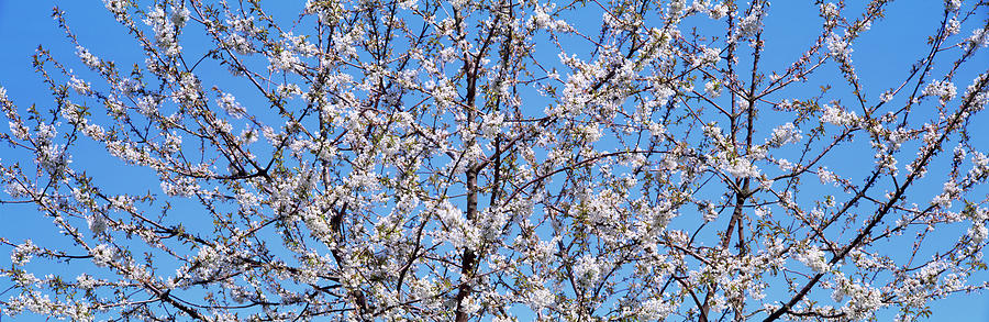 Cherry Tree In Bloom, Germany Photograph by Panoramic Images | Fine Art ...