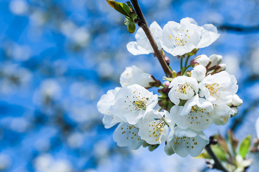 Cherry Tree in Bloom Photograph by Nila Newsom