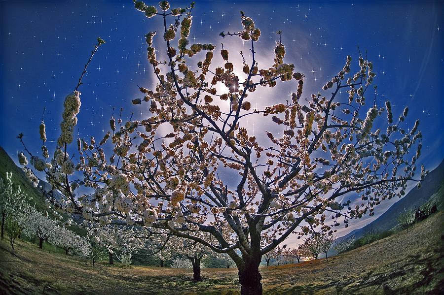 Cherry Tree In Blossom Photograph by Juan Carlos Casado (starryearth.com)