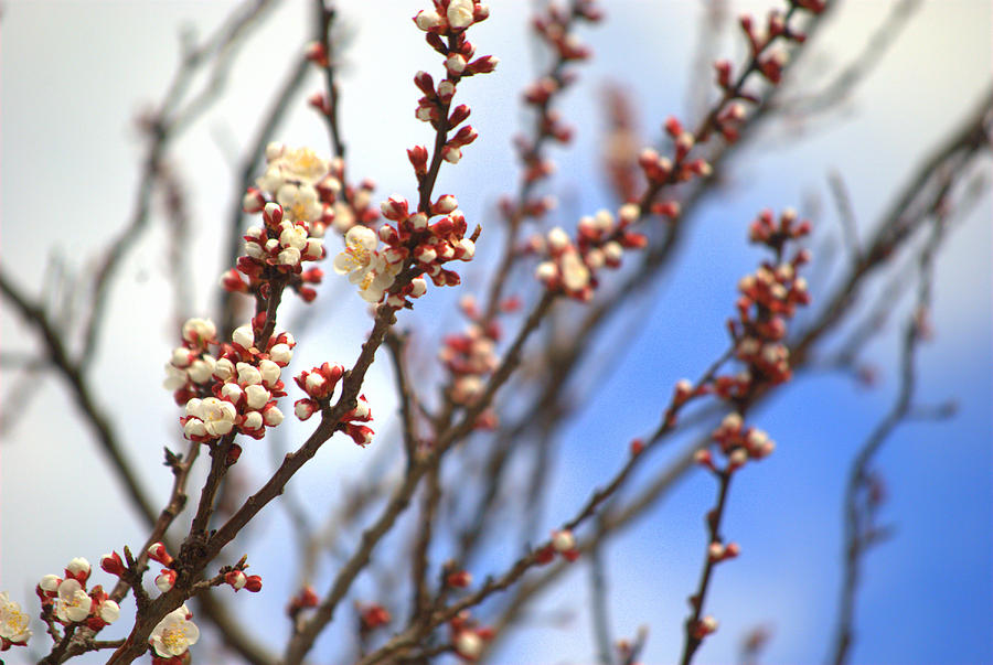 Spring Photograph - Cherry Tree by Michael Dohnalek