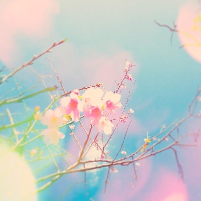 Cherrytree Photograph - 🌸cherry Tree by Natsumi Taira