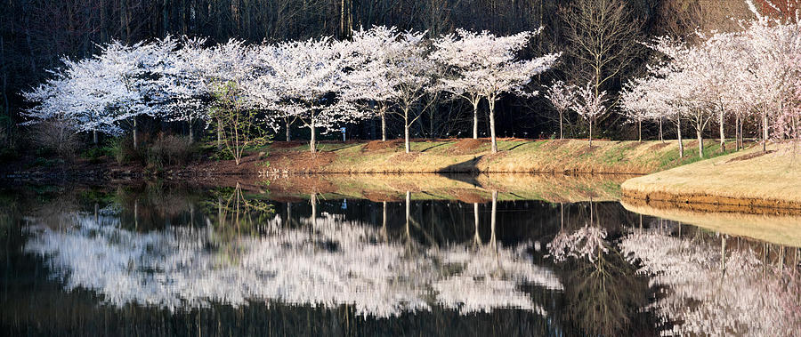 Cherry tree reflections pano Photograph by Jack Nevitt