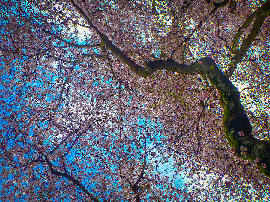 Cherry Tree Photograph by Roger Mullenhour