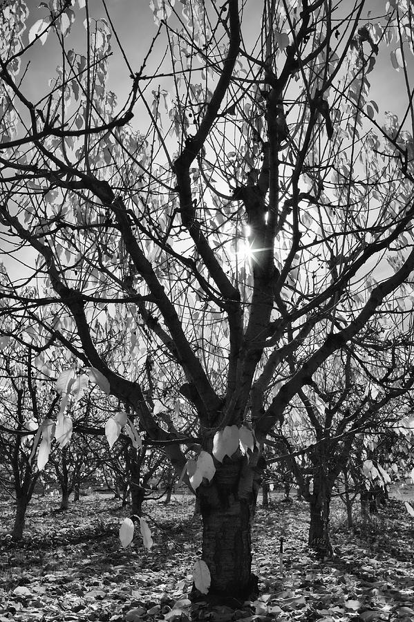 Cherry Tree Sunstar Photograph by Allan Van Gasbeck