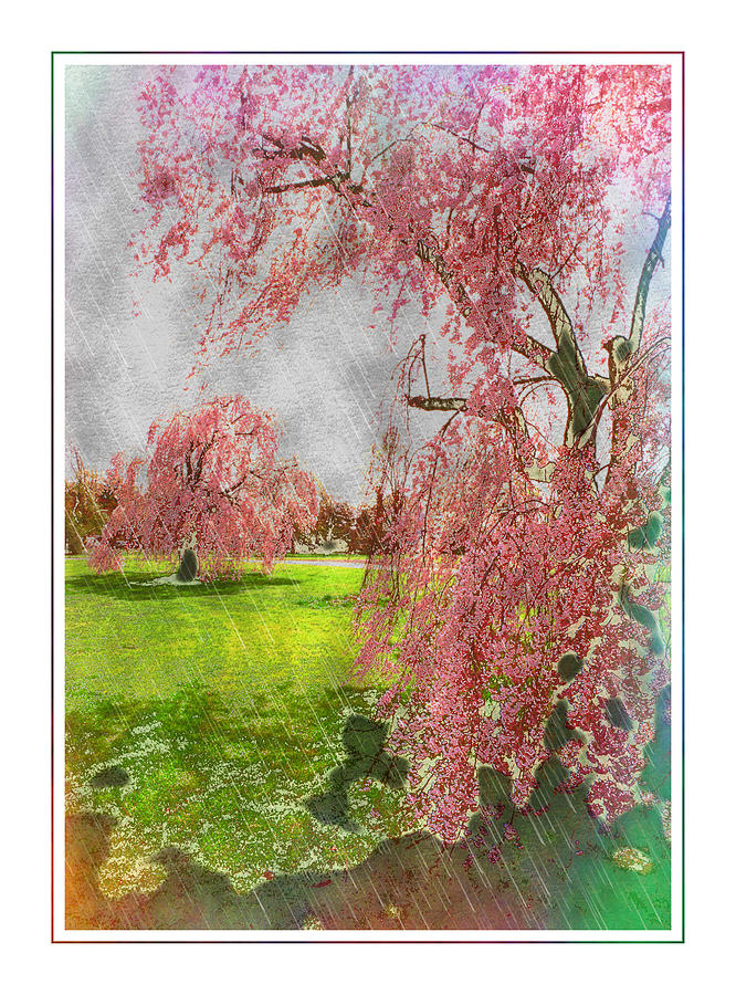 Cherry Trees - 1 Photograph by Larry Mulvehill
