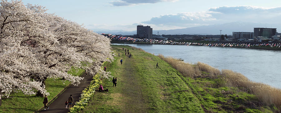 Cherry Trees Along Bank Of Kitakami Photograph by Panoramic Images