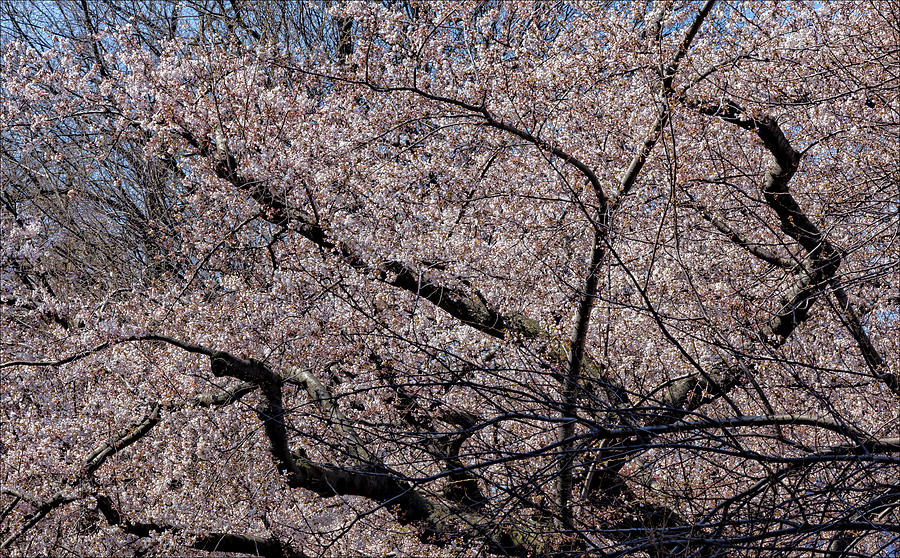 Cherry Trees and Blossoms Photograph by Robert Ullmann