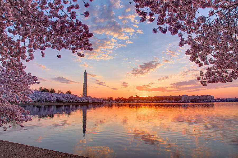 Cherry trees and cityscape at sunrise, Washington DC, Columbia, USA Photograph by Eric Chang