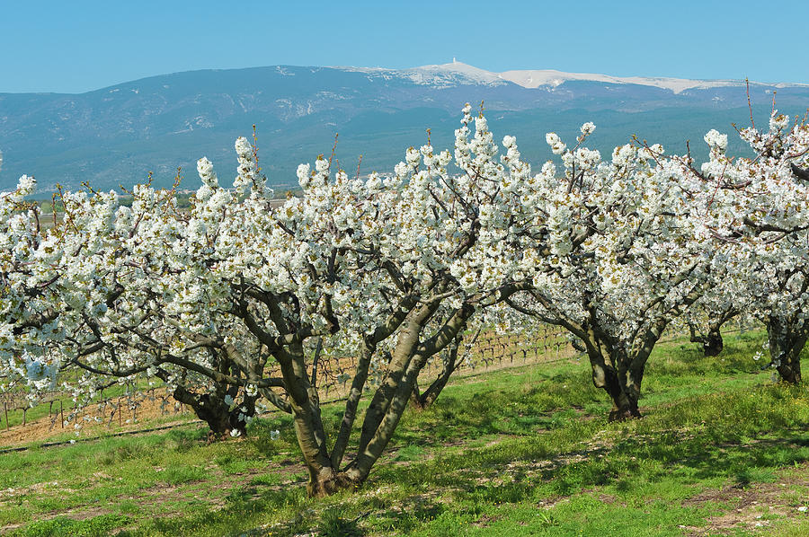 Cherry Trees And Mont Ventoux Photograph by Jean-pierre Pieuchot