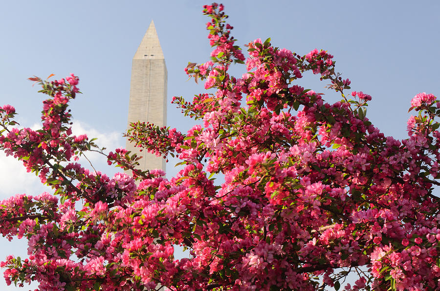 Cherry Trees and Washington Monument 5 Photograph by Mitchell R Grosky