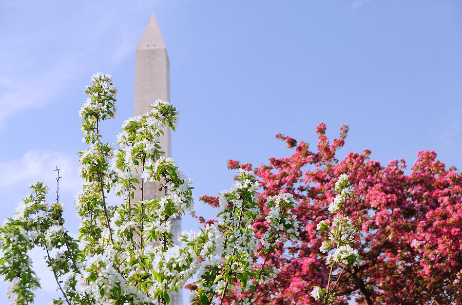 Cherry Trees and Washington Monument Four Photograph by Mitchell R Grosky
