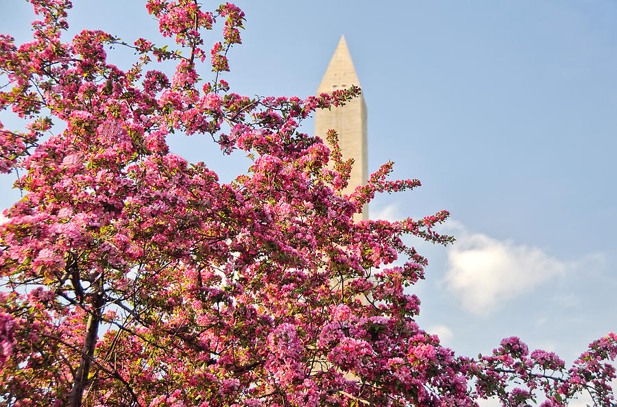 Cherry Trees and Washington Monument One Photograph by Mitchell R Grosky