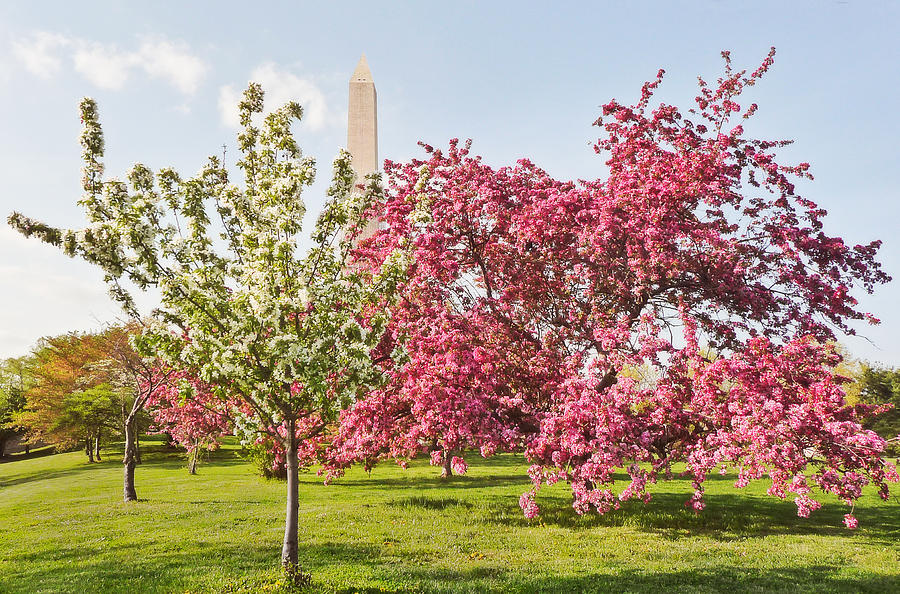 Cherry Trees and Washington Monument Three Photograph by Mitchell R Grosky