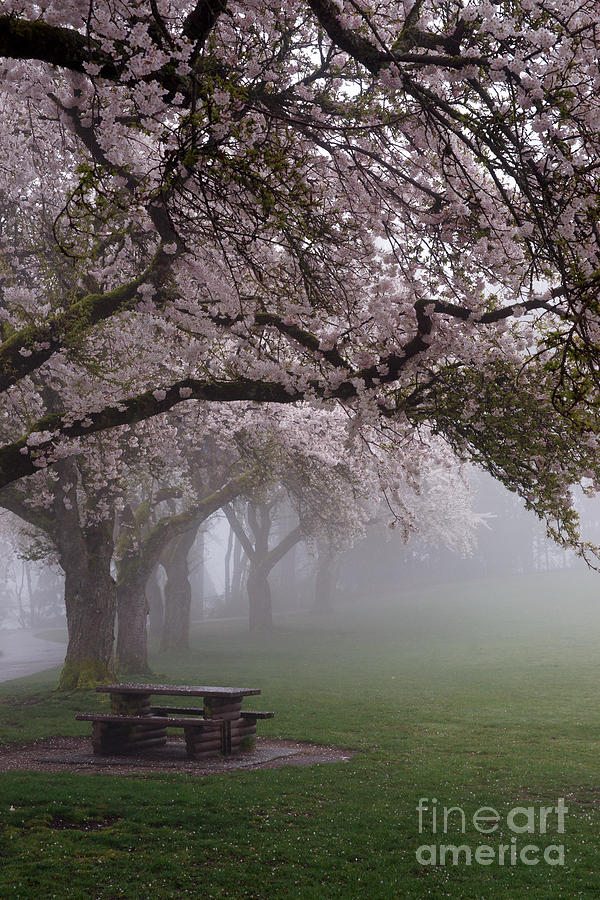Spring Photograph - Cherry Trees at Burnaby Mountain Park by James Yang
