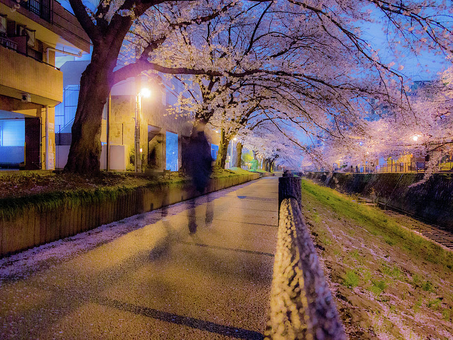 Cherry Trees At Evening Photograph by Thank You