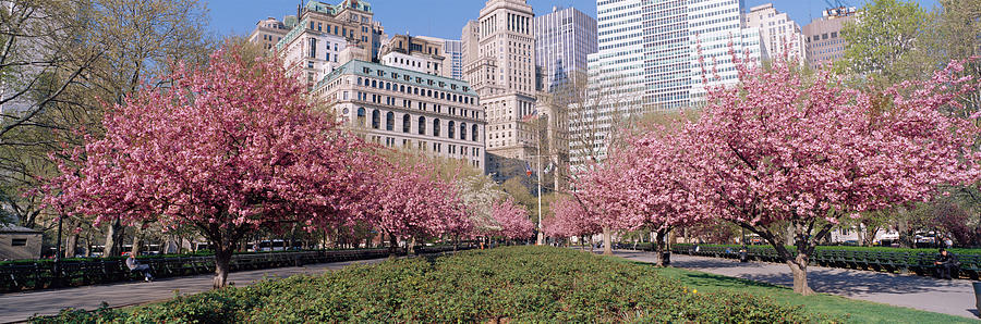 New York City Photograph - Cherry Trees, Battery Park, Nyc, New by Panoramic Images