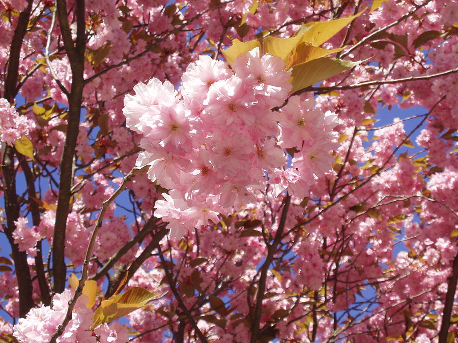 Cherry trees blossom Photograph by Rosita Larsson