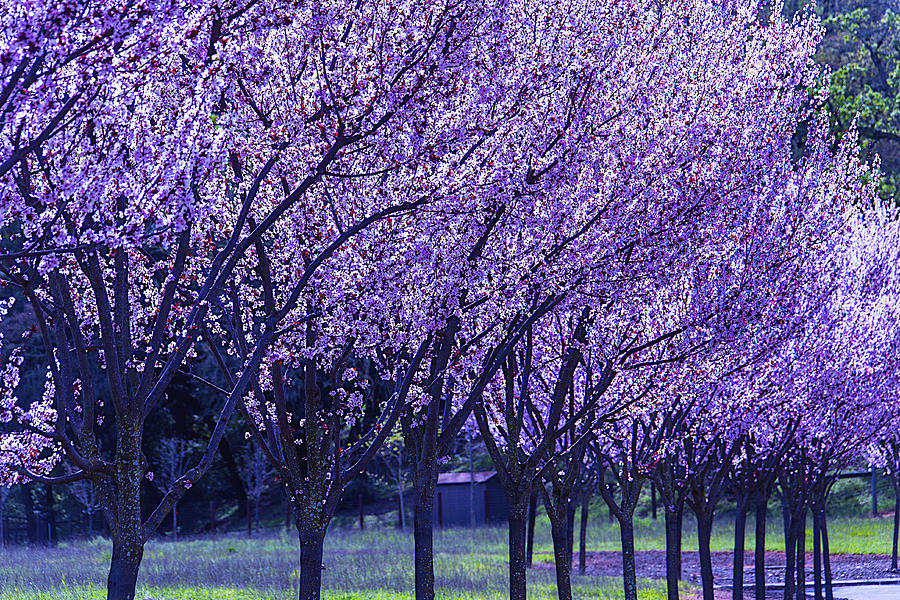 Cherry Trees In Bloom Photograph by Garry Gay