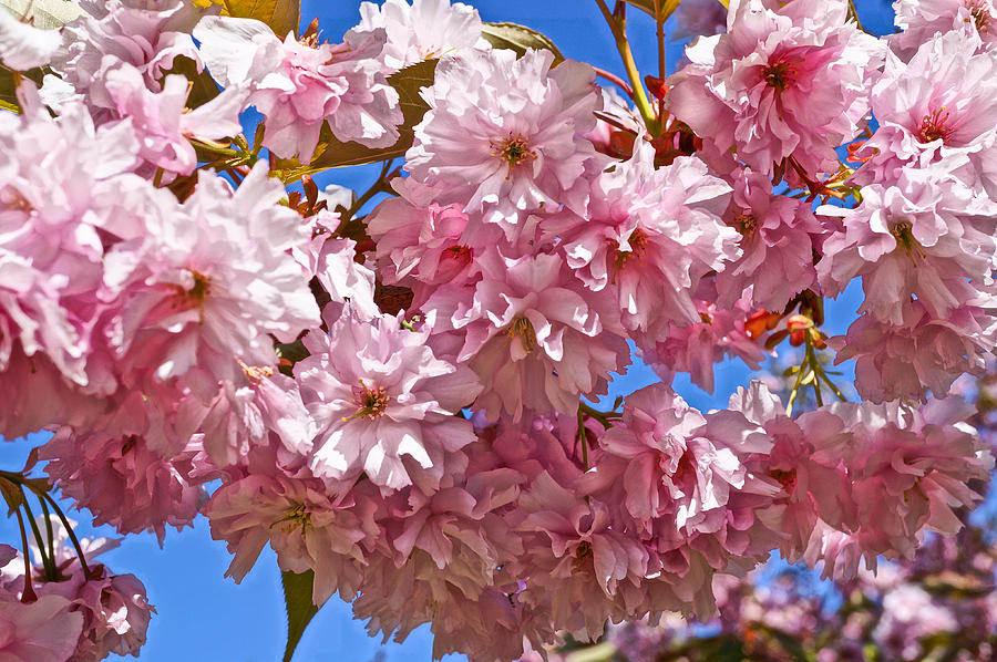 Cherry Trees in Full Bloom Photograph by Ronda Broatch - Pixels