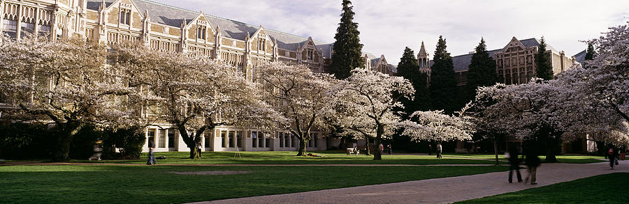 Cherry Trees In The Quad Photograph by Panoramic Images