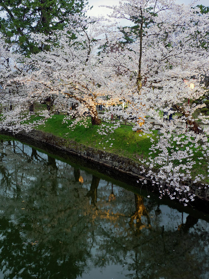 Cherry Trees Lit Up At Night Photograph by Panoramic Images