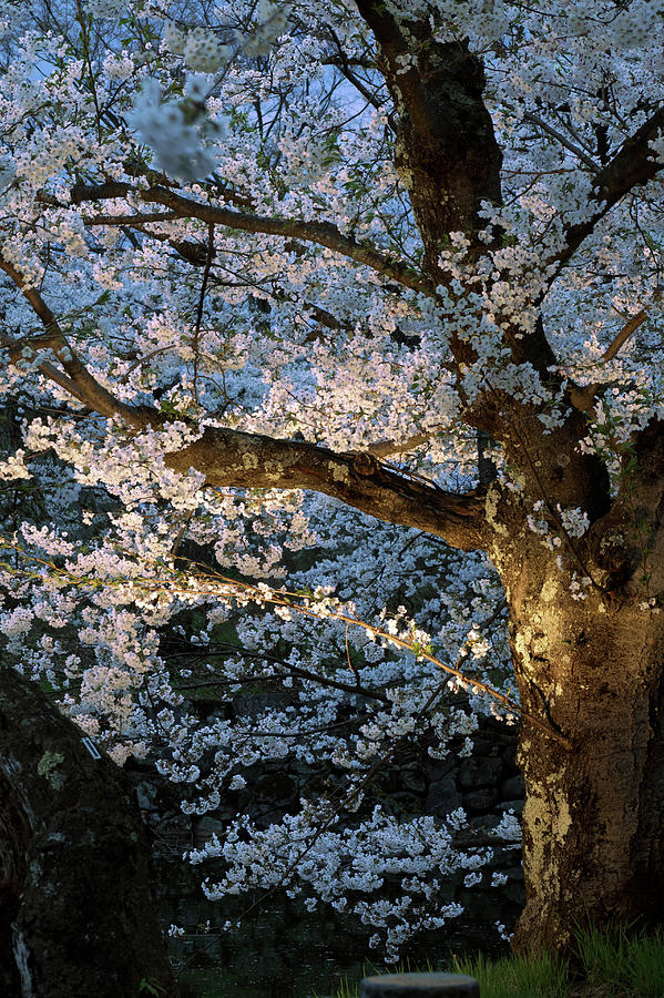 Cherry Trees Lit Up At Night, Hirosaki Photograph by Panoramic Images