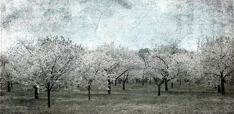Cherry Trees Photograph by Mary Underwood