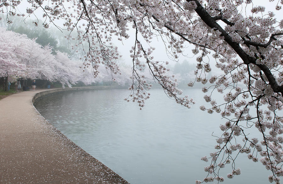 Cherry Trees on Foggy Day Photograph by Dennis Kowalewski