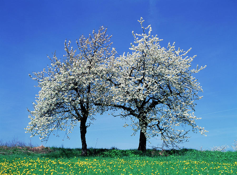 Cherry Trees Photograph by Th Foto-werbung/science Photo Library
