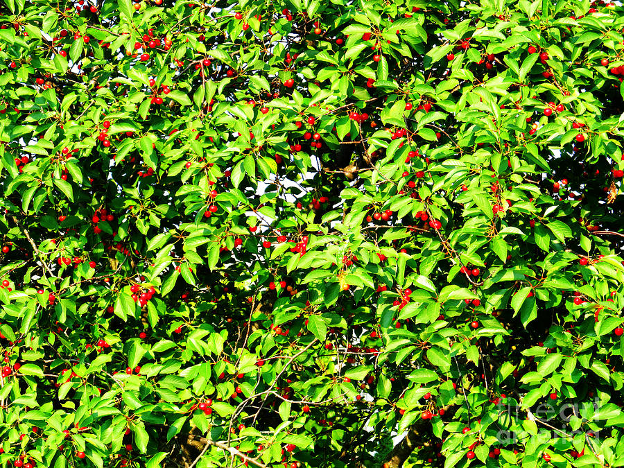 Cherry Wallpaper Photograph by Tina M Wenger - Fine Art America