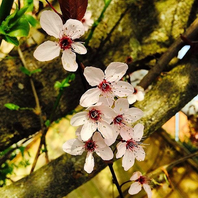 Spring Photograph - #cherryblossom #blossom #flower  #tree by Boo Mason