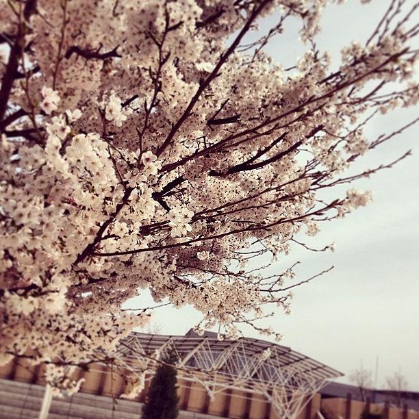 Flower Photograph - #cherry_blossom #cherryblossom At Sky by Melodyheart Artworks