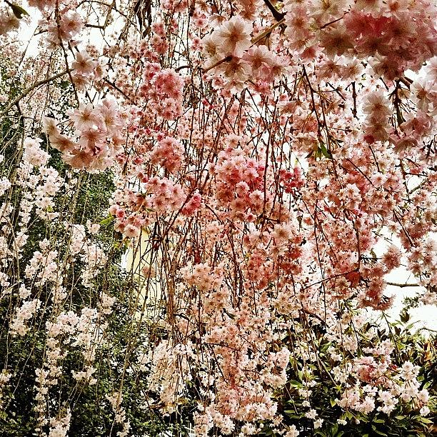 Flower Photograph - #cherryblossom #flowers #springtime by Meg Pace
