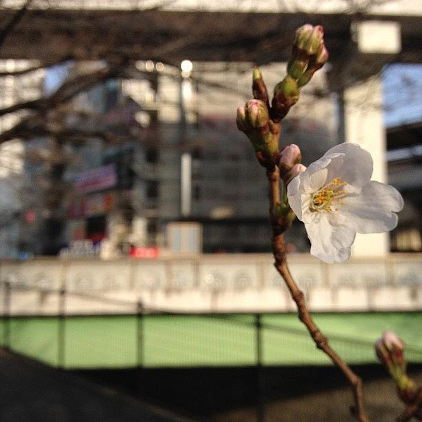 Cherryblossom Photograph - #cherryblossom by Tokyo Sanpopo
