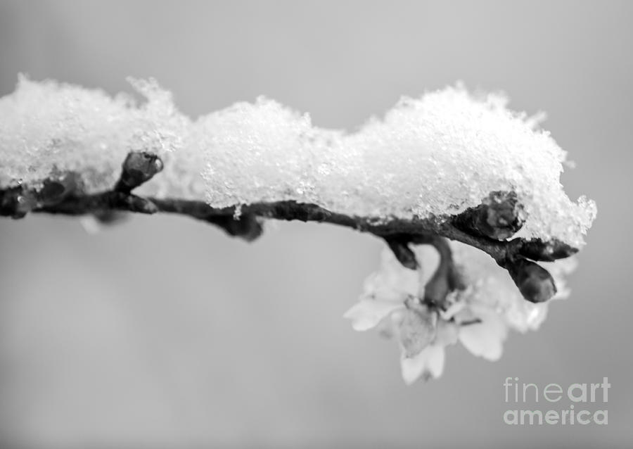 Cherryblossom with Snow Photograph by Iris Richardson