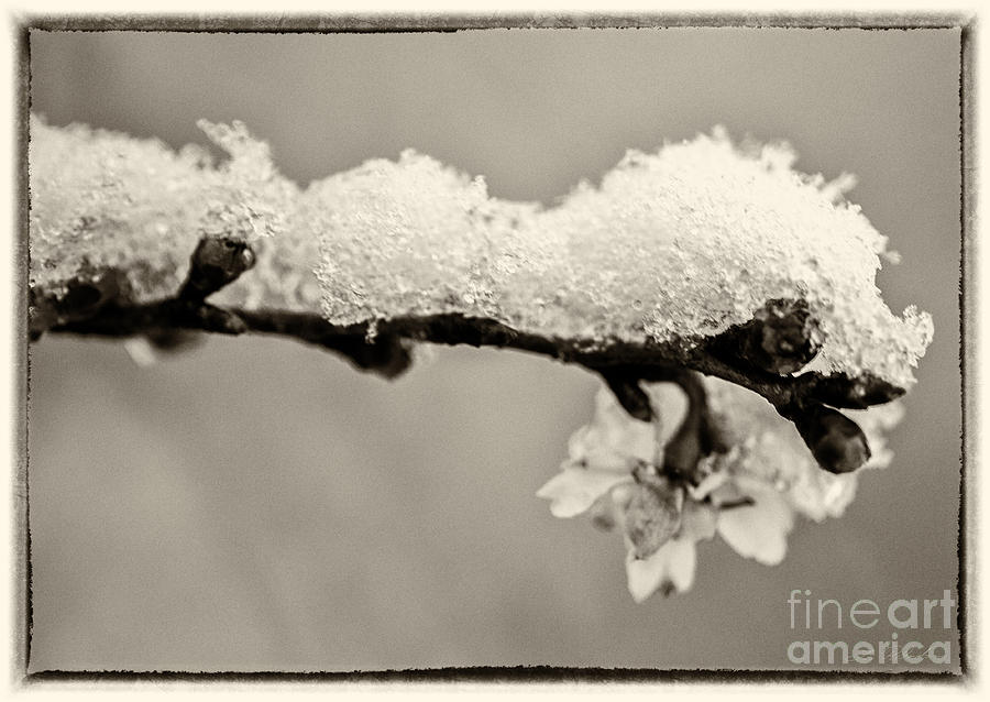 Cherryblossom with Snow sepia Photograph by Iris Richardson