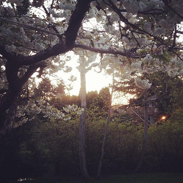 Spring Photograph - #cherryblossom#dusk by Keegan Cogdill