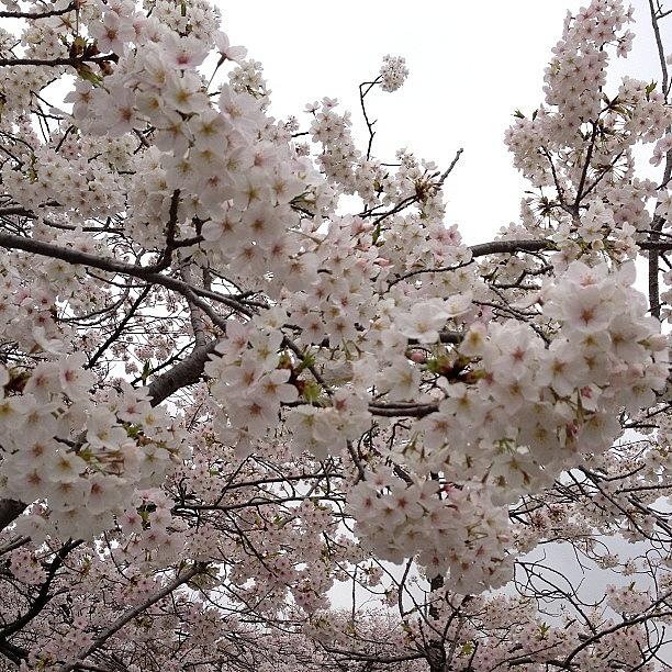 Flowers Still Life Photograph - #cherryblossom#flower#landscape by Tokyo Sanpopo