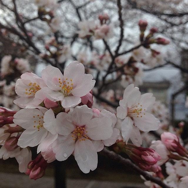 Flowers Still Life Photograph - Cherryblossoms #flower by Tokyo Sanpopo